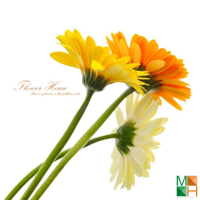 Tranh dán tường phòng ngủ đẹp tại Hà Nội FW - 036